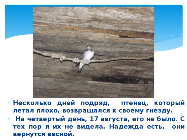Несколько дней подряд, птенец, который летал плохо, возвращался к своему гнезду.  На четвертый день, 17 августа, его не было. С тех пор я их не видела. Надежда есть, они вернутся весной. 