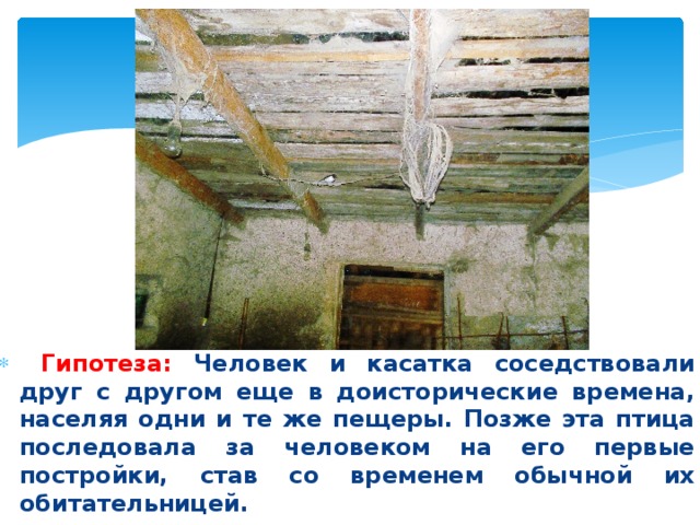  Гипотеза: Человек и касатка соседствовали друг с другом еще в доисторические времена, населяя одни и те же пещеры. Позже эта птица последовала за человеком на его первые постройки, став со временем обычной их обитательницей.  