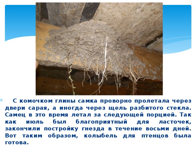  С комочком глины самка проворно пролетала через двери сарая, а иногда через щель разбитого стекла. Самец в это время летал за следующей порцией. Так как июль был благоприятный для ласточек, закончили постройку гнезда в течение восьми дней. Вот таким образом, колыбель для птенцов была готова. 