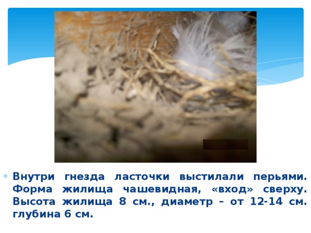 Внутри гнезда ласточки выстилали перьями. Форма жилища чашевидная, «вход» сверху. Высота жилища 8 см., диаметр – от 12-14 см. глубина 6 см. 