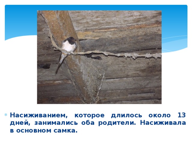 Насиживанием, которое длилось около 13 дней, занимались оба родители. Насиживала в основном самка. 