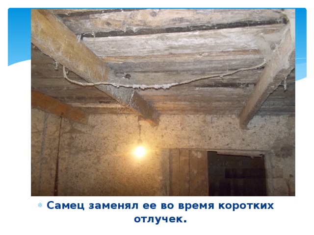 Самец заменял ее во время коротких отлучек . 