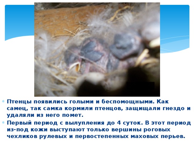 Птенцы появились голыми и беспомощными. Как самец, так самка кормили птенцов, защищали гнездо и удаляли из него помет. Первый период с вылупления до 4 суток. В этот период из-под кожи выступают только вершины роговых чехликов рулевых и первостепенных маховых перьев. 