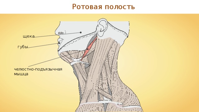 Ротовая полость щека губы челюстно-подъязычная мышца 