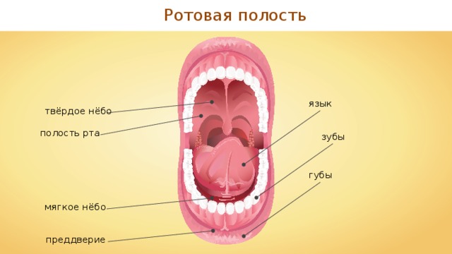 Ротовая полость язык твёрдое нёбо полость рта зубы губы мягкое нёбо преддверие 