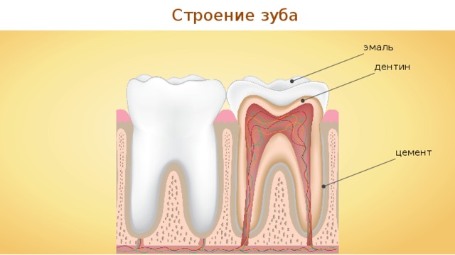 Строение зуба эмаль дентин цемент 
