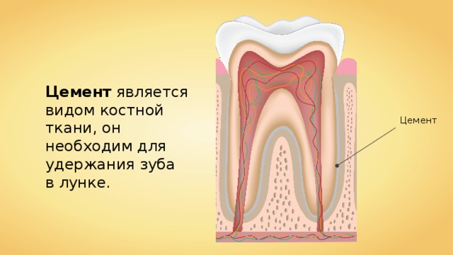 Цемент является видом костной ткани, он необходим для удержания зуба в лунке. Цемент 