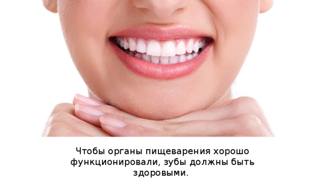 Чтобы органы пищеварения хорошо функционировали, зубы должны быть здоровыми. 