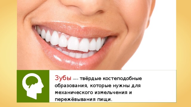 Зубы  —– твёрдые костеподобные образования, которые нужны для механического измельчения и пережёвывания пищи. 
