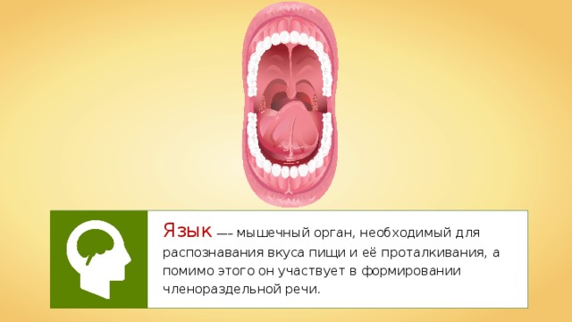 Язык  —– мышечный орган, необходимый для распознавания вкуса пищи и её проталкивания, а помимо этого он участвует в формировании членораздельной речи. 