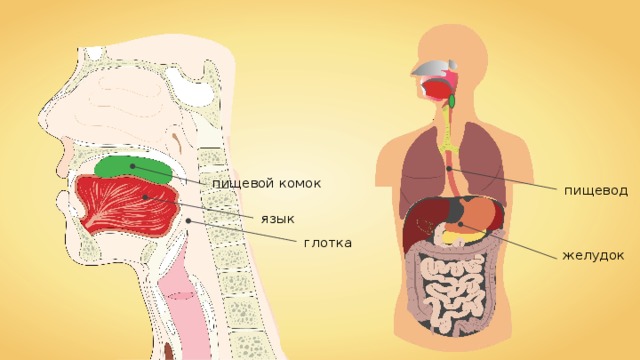 пищевой комок пищевод язык глотка желудок 