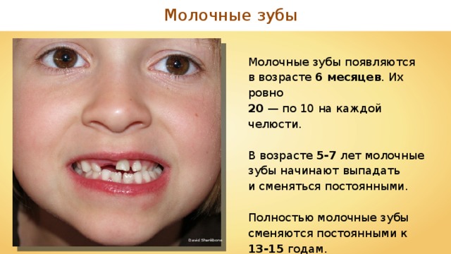 Молочные зубы Молочные зубы появляются в возрасте 6 месяцев . Их ровно 20 — по 10 на каждой челюсти. В возрасте 5-7 лет молочные зубы начинают выпадать и сменяться постоянными. Полностью молочные зубы сменяются постоянными к 13-15 годам. David Shankbone 