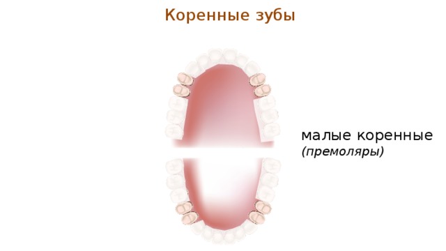 Коренные зубы малые коренные (премоляры) 