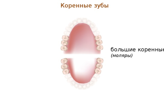Коренные зубы большие коренные (моляры) 