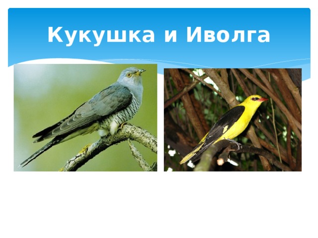Кукушка и Иволга 