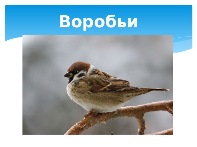 Воробьи 