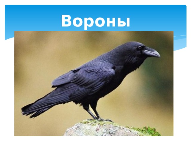Вороны 