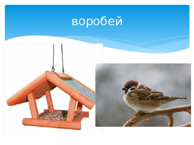 воробей 