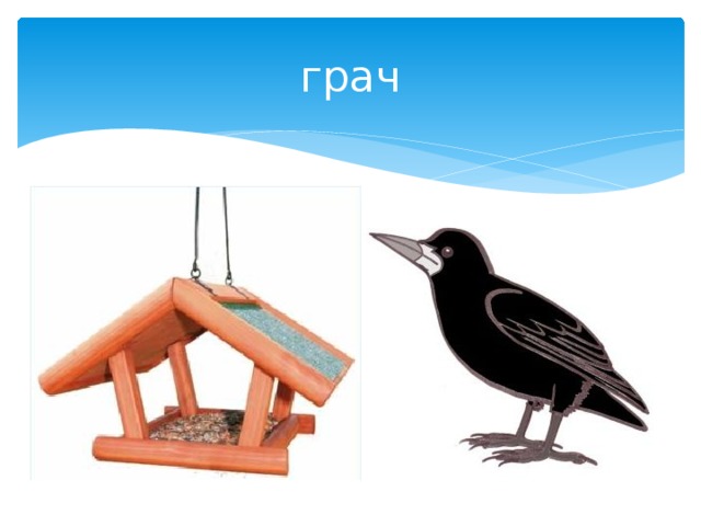 грач 