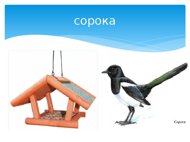 сорока 