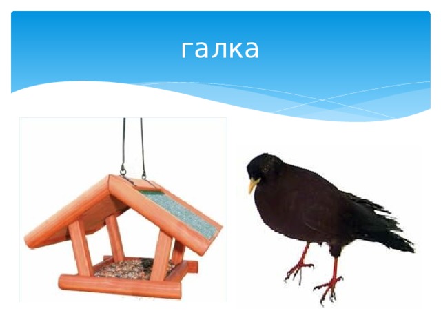 галка 