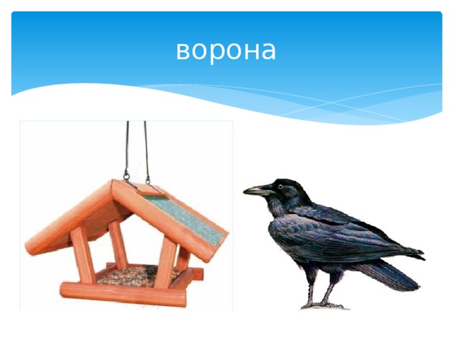 ворона 