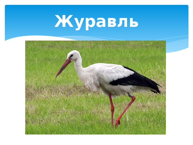 Журавль 