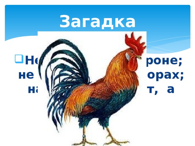 Загадка Не король, а в короне; не гусар, а при шпорах; на часы не глядит, а время знает. 