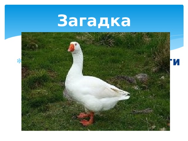 Загадка Щиплет за пятки – беги без оглядки. 