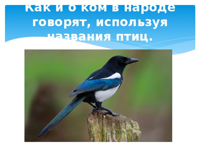 Как и о ком в народе говорят, используя названия птиц. Болтать или трещать, как… 