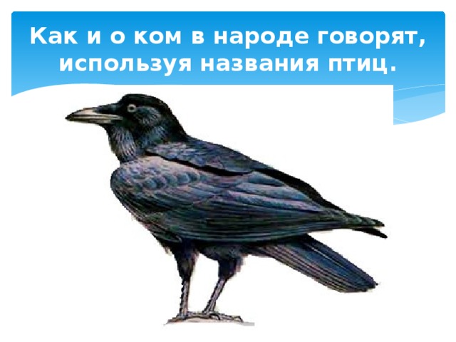 Как и о ком в народе говорят, используя названия птиц. Каркать, как… 