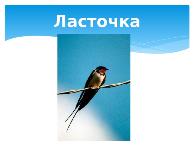 Ласточка 