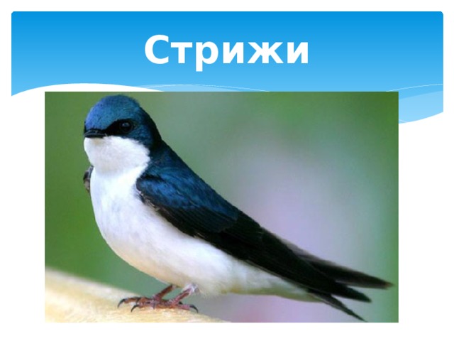 Стрижи 