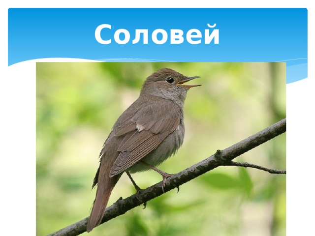 Соловей 