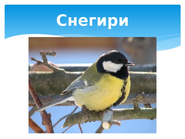 Снегири 
