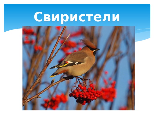 Свиристели 