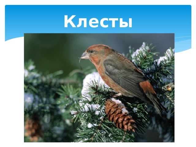 Клесты 