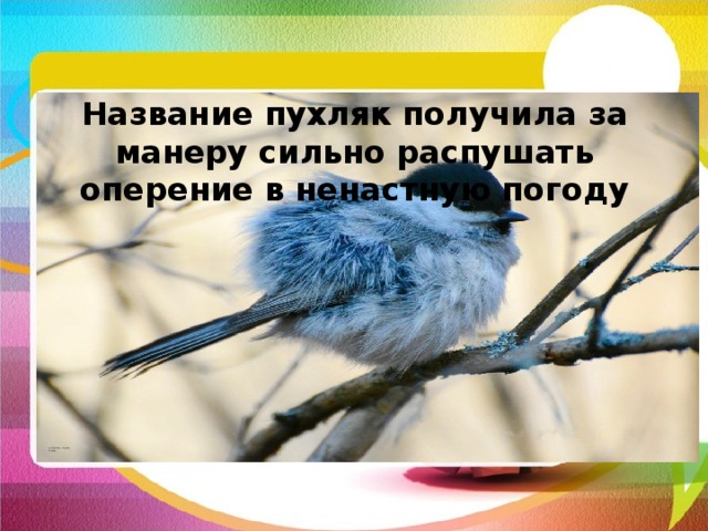 Название пухляк получила за манеру сильно распушать оперение в ненастную погоду  