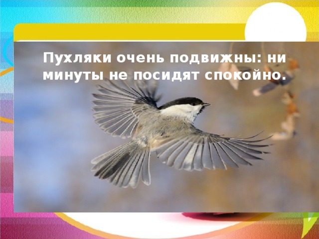 Пухляки очень подвижны: ни минуты не посидят спокойно. 