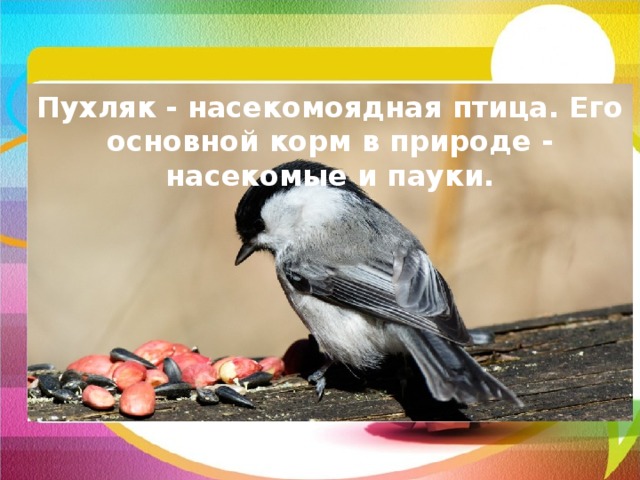 Пухляк - насекомоядная птица. Его основной корм в природе - насекомые и пауки. 