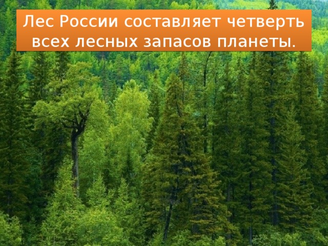 Леса россии презентация