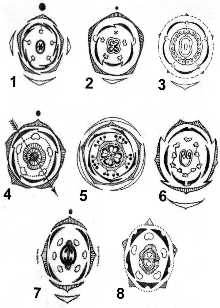 Диаграмма цветка 6 класс биология. Андроцей диаграмма цветка. Диаграмма цветка покрытосеменных растений. Диаграмма цветка покрытосеменных. Торица Полевая диаграмма цветка.