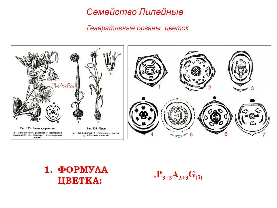 Диаграмма цветка лилии