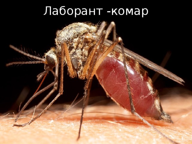Лаборант -комар 