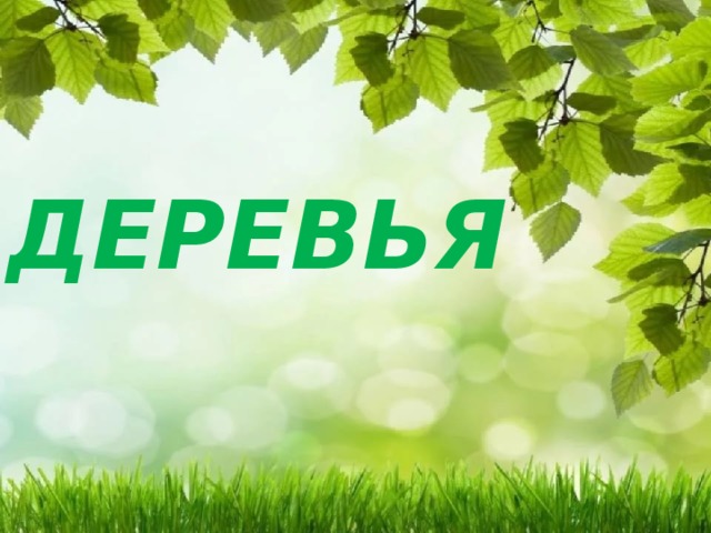 Деревья презентация 2 класс