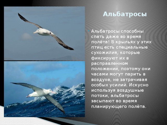  Альбатросы Альбатросы способны спать даже во время полёта! В крыльях у этих птиц есть специальные сухожилия, которые фиксируют их в расправленном положении, поэтому они часами могут парить в воздухе, не затрачивая особых усилий. Искусно используя воздушные потоки, альбатросы засыпают во время планирующего полёта. 