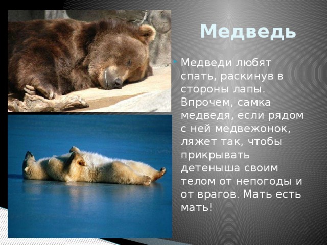  Медведь Медведи любят спать, раскинув в стороны лапы. Впрочем, самка медведя, если рядом с ней медвежонок, ляжет так, чтобы прикрывать детеныша своим телом от непогоды и от врагов. Мать есть мать! 