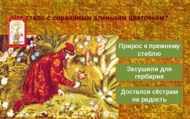 Что стало с сорванным аленьким цветочком? Прирос к прежнему стеблю Засушили для гербария Достался сёстрам на радость 