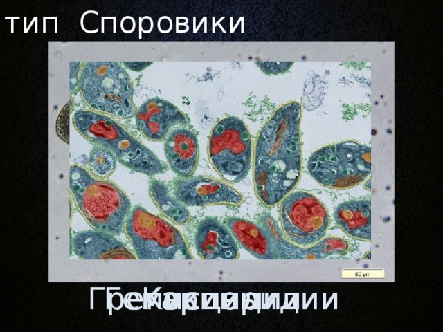 тип Споровики Ранее: тип подцарства Простейшие, царства Животные. Гемиспоридии Кокцидии Грегарины 3 