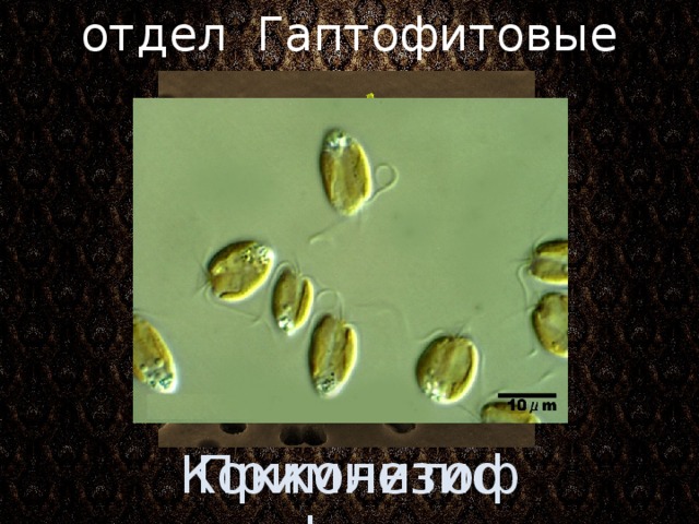 отдел Гаптофитовые Ранее: входили в отдел Золотистые водоросли; затем – отдел царства Растения. Кокколитофориды Примнезиофиты 3 